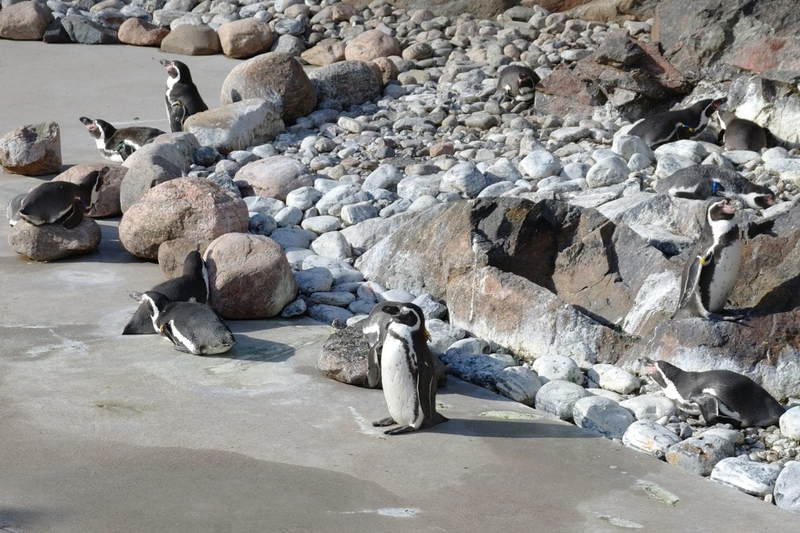 gothenburg penguins