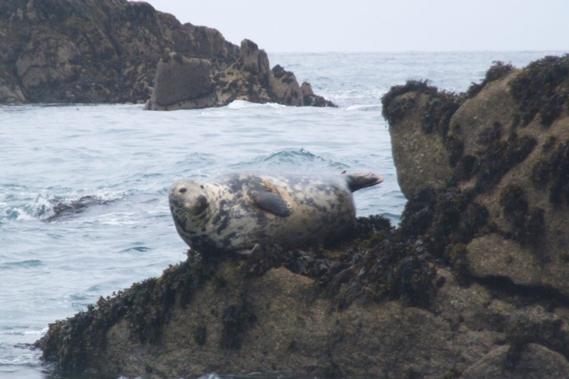 isle of scilly seals on the rocks