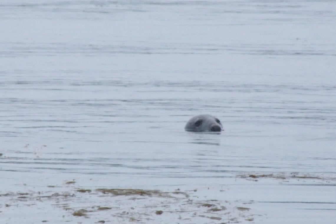 isle of scilly seals swimming